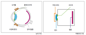 눈과 카메라의 구조도.png